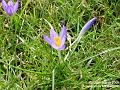2005-0305crocii